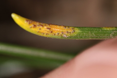 Puccinia liliacearum
