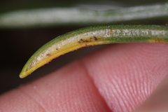 Puccinia liliacearum