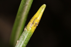 Puccinia liliacearum