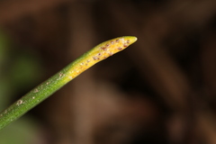 Puccinia liliacearum
