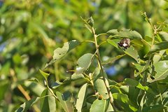 Gerosis phisara