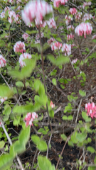 Viburnum carlesii