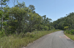 Acacia leptostachya