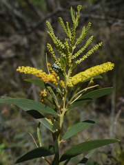 Acacia leptostachya