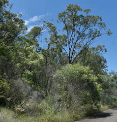 Acacia leptostachya