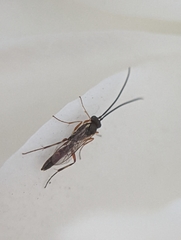 Ichneumonidae