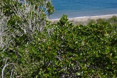 Quercus × macdonaldii