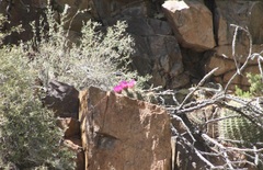 Echinocereus engelmannii
