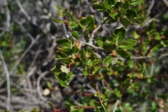 Quercus × macdonaldii