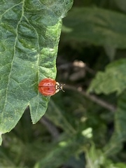 Harmonia axyridis
