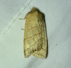 Pyreferra citrombra