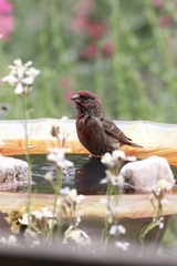 Haemorhous mexicanus