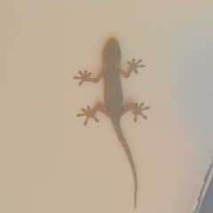 Gekko chinensis