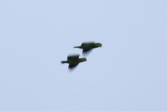 Amazona