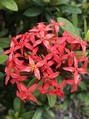 Ixora