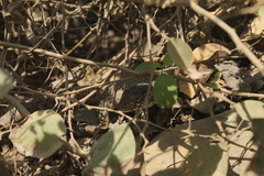 Callopistes flavipunctatus