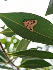 Dichocrocis