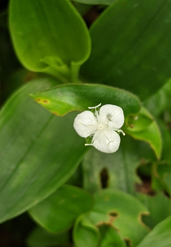 Callisia gracilis (Callisia gracilis)