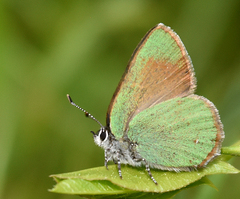 Callophrys affinis homoperplexa
