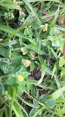 Medicago lupulina
