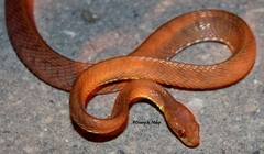 Boiga