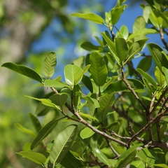 Ficus maxima