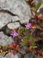Lythrum tribracteatum