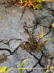 Lythrum tribracteatum