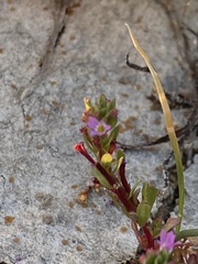 Lythrum tribracteatum