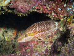 Ringtail Maori Wrasse photo 5