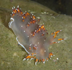 Dendronotus iris