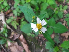 Bidens alba