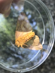 Anisota discolor
