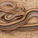 Big Bend Patchnose Snake - Photo (c) J. N. Stuart, some rights reserved (CC BY-NC-ND)