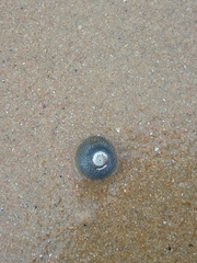 Chlorodiloma odontis