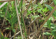 Crotalus polystictus