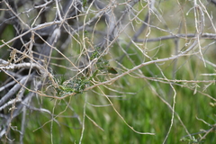 Callophrys dumetorum