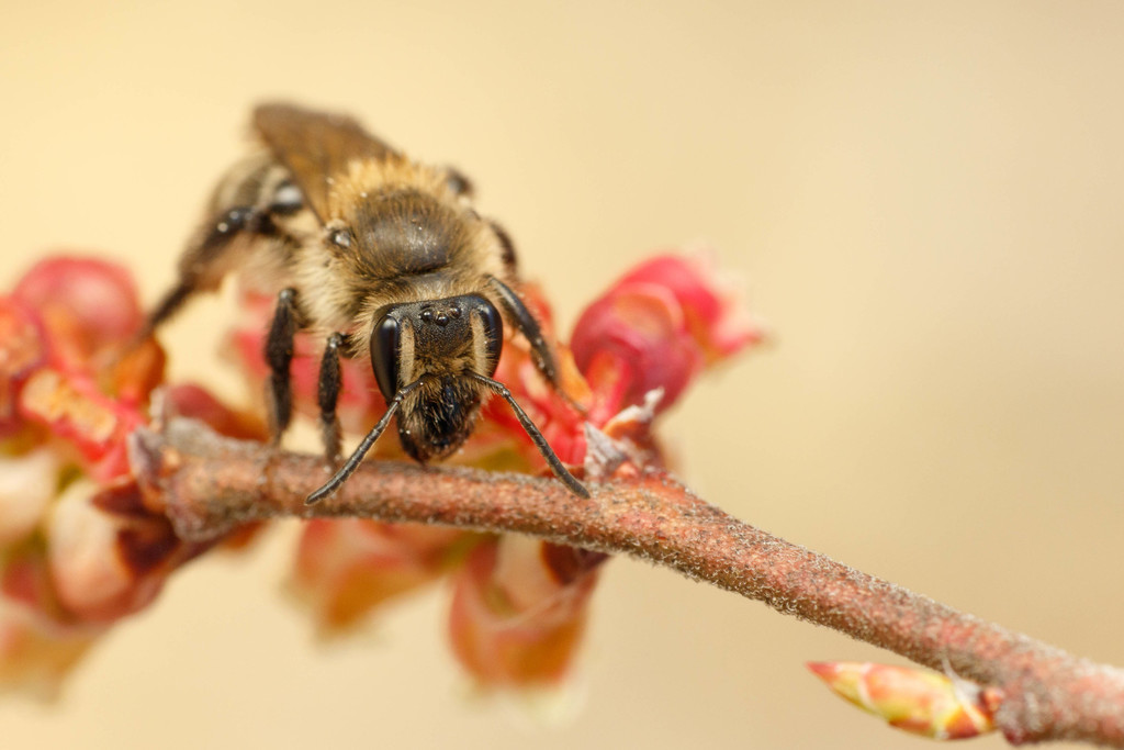Bradley's Mining Bee