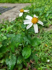 Bidens alba