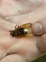 Massospora