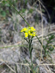 Erysimum inconspicuum