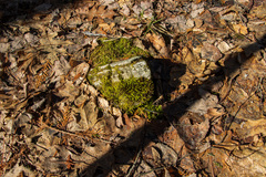 Fissidens osmundioides