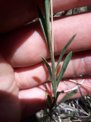 Erysimum inconspicuum