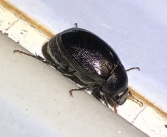 Apogonia cribricollis