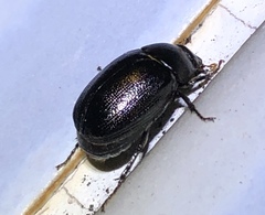 Apogonia cribricollis