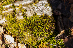 Fissidens osmundioides