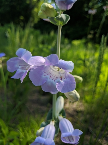large-flowered beardtongue