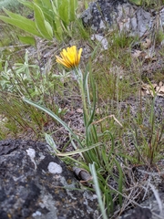 Nothocalais troximoides