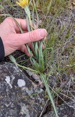 Nothocalais troximoides