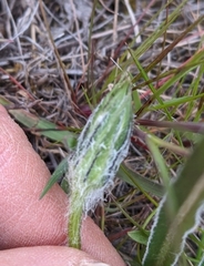 Nothocalais troximoides